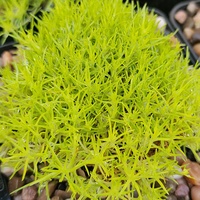 Sagina subulata 'Aurea'